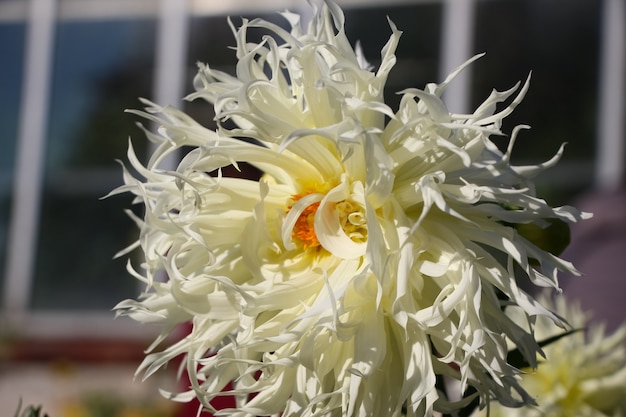 fleur de dahlia frais blanc dans un jardin botanique d'automne