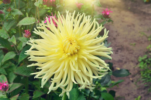 Fleur de dahlia jaune en fleur Fleur de dahlia jaune en bordure de fleur Dahlia étoile jaune