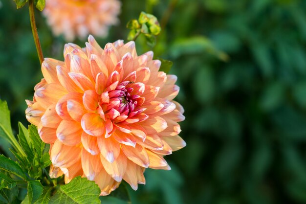 Fleur de dahlia orange sur le buisson, gros plan