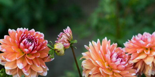 Fleur de dahlia orange sur le buisson, gros plan