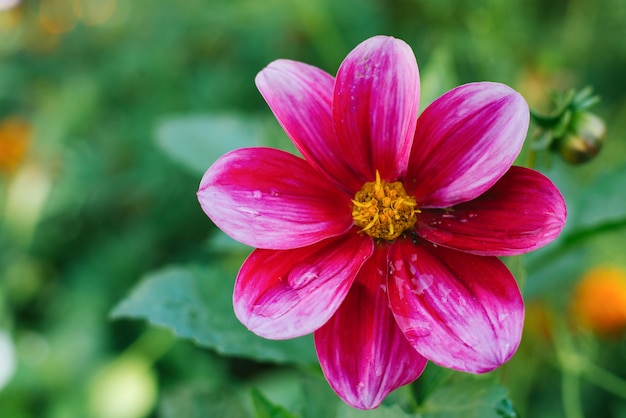 Une fleur de dahlia pourpre rose vif se développe dans un jardin d'été. Espace de copie