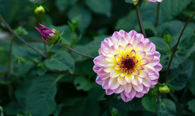 Fleur de dahlia rose délicate Jardinage Fleurs vivaces Aménagement paysager