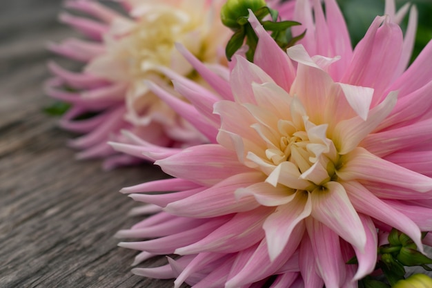 Fleur de dahlia rose sur fond en bois. Espace de copie