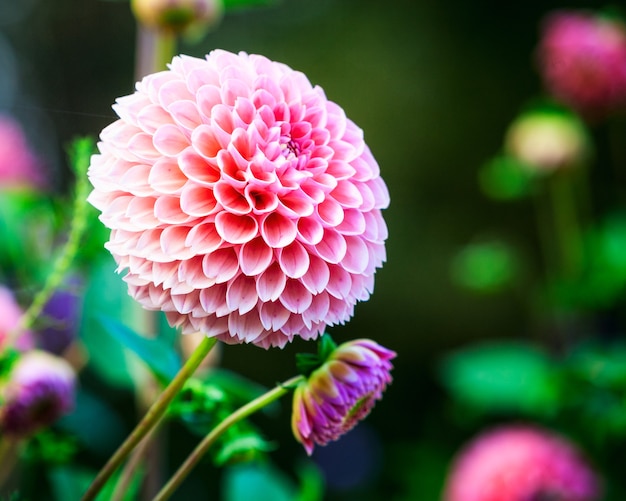 Fleur de dahlia rose sur fond de parterre de jardin. Fleurs d'automne