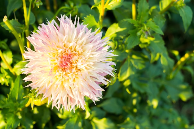 Fleur de dahlia rose jaune multicolore sur le buisson, gros plan