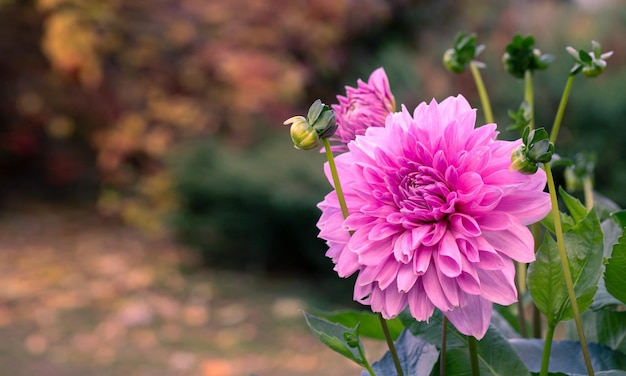 Fleur de dahlia rose luxuriante sur le fond du jardin d'automne Fleurs vivaces jardinage amateur