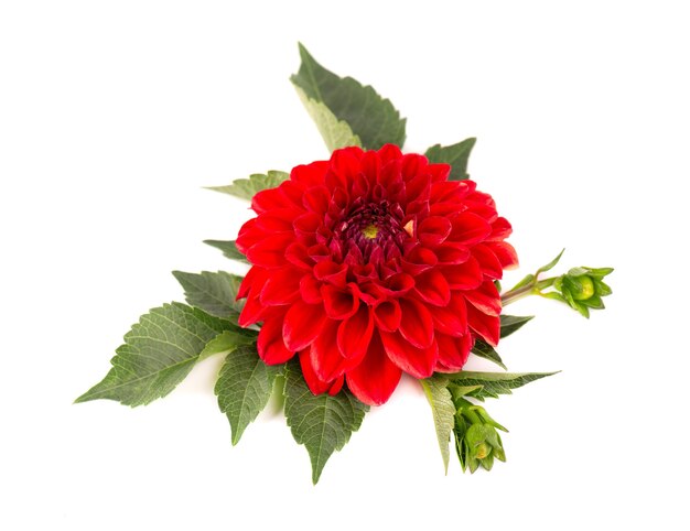 Fleur de Dahlia rouge isolé sur blanc