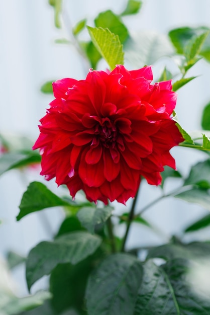 Fleur de dahlia rouge vif en été dans le jardin