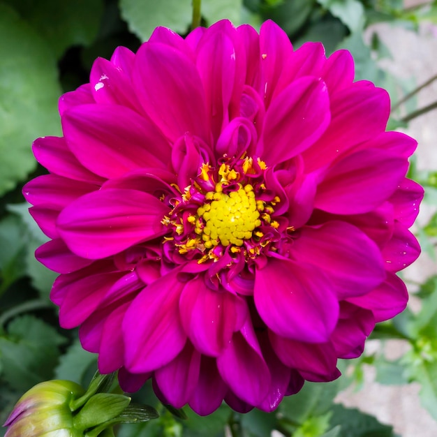 Photo fleur de dahlia rouge