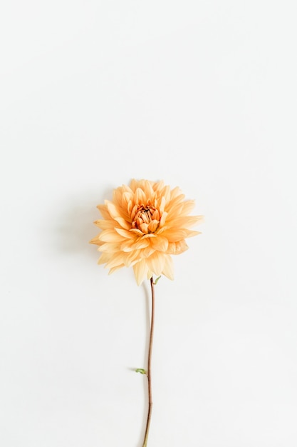 Fleur de Dahlia sur surface blanche