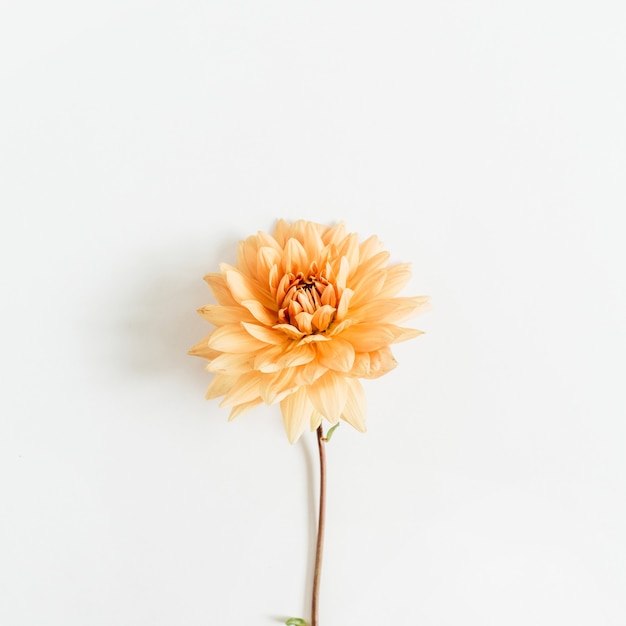 Fleur de Dahlia sur surface blanche