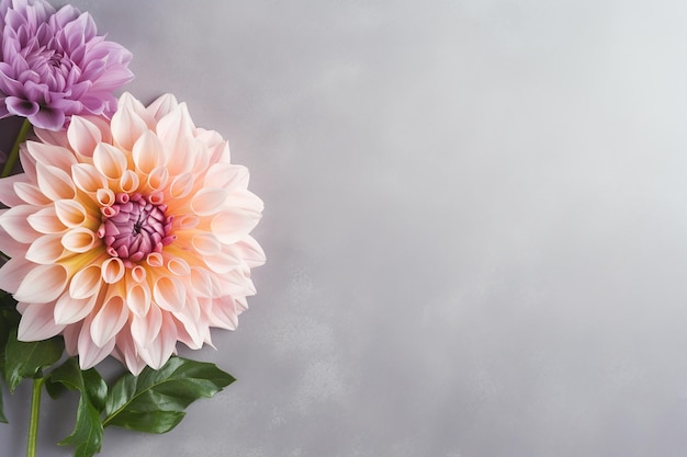 Fleur de Dahlia vibrante dans un coin de fond gris Zone de copie spacieuse créée avec l'IA générative aussi