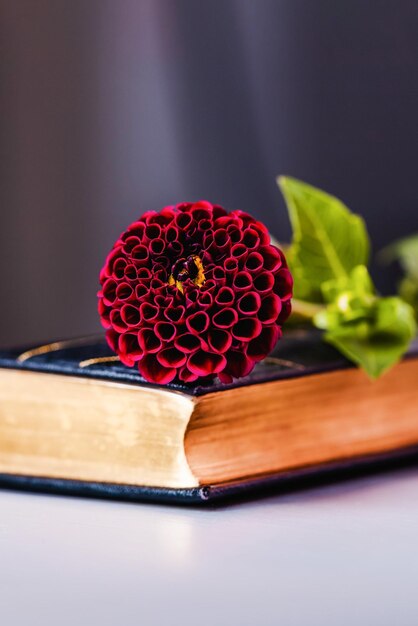 Photo fleur de dahlie de bourgogne et vieux livre sur un fond sombre