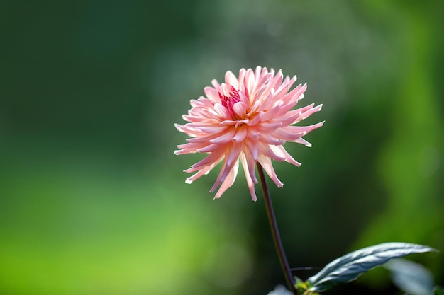 Fleur de dalia rose dans le jardin