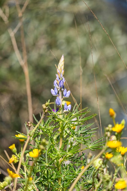 Une fleur dans un buisson à fleurs jaunes