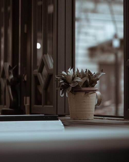 Une fleur dans un café