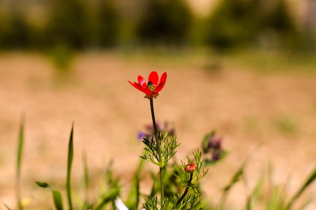 Une fleur dans un champ de fleurs violettes