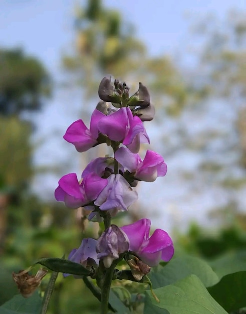 Une fleur dans un champ de fleurs violettes