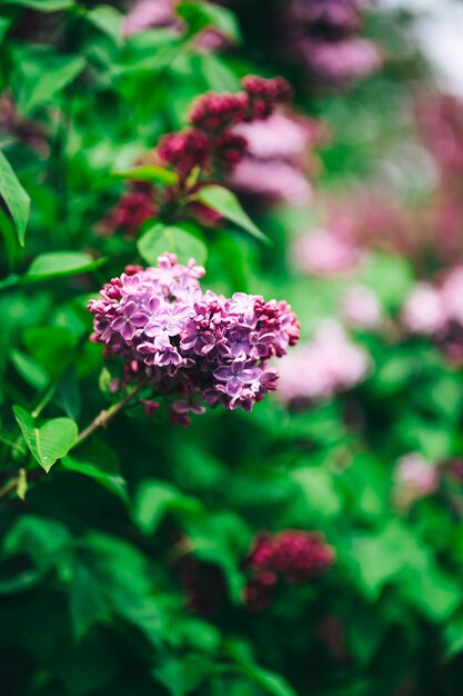 Une fleur dans un champ de fleurs