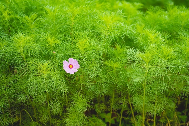 Une fleur dans un champ de verdure