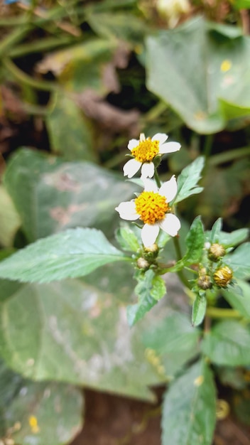 Une fleur dans un champ de verdure