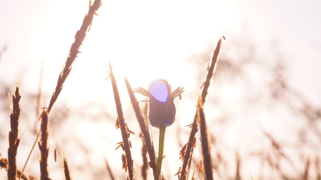 une fleur dans le champ