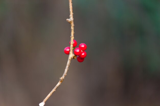 Une Fleur Dans Un Fond De Natures Naturelles Qui Fleurit Dans Le Reflet De La Lumière Naturelle