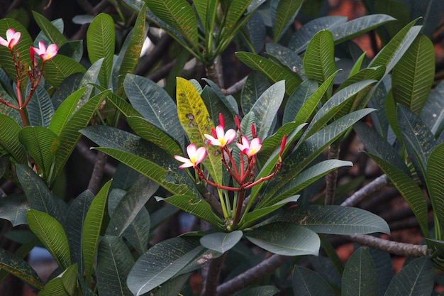 Une fleur dans la forêt