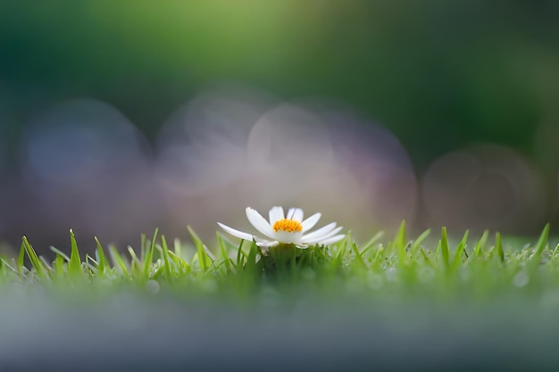 une fleur dans l'herbe avec un arrière-plan flou.