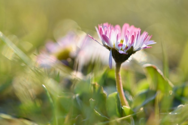 Une fleur dans l'herbe