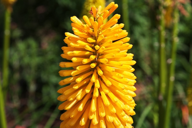 La fleur dans le jardin botanique de Christchurch, en Nouvelle-Zélande