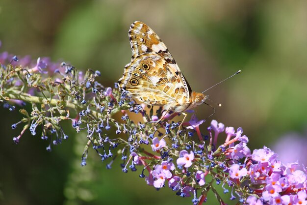 Photo fleur dans le jardin en été ou au printemps ensoleillé, beau papillon