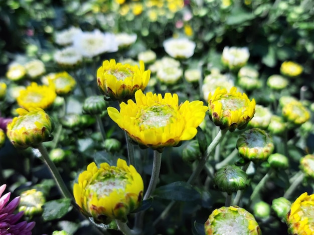 Fleur dans le jardin Gros plan Petites fleurs sur fond vert