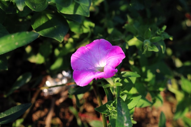 Une fleur dans un jardin qui est rose et violet