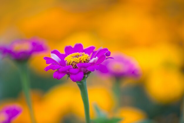 Fleur dans le jardin