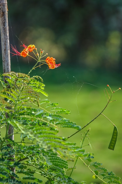 Photo fleur dans le jardin