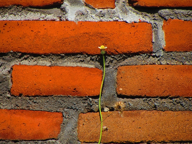 Une fleur dans un mur de briques