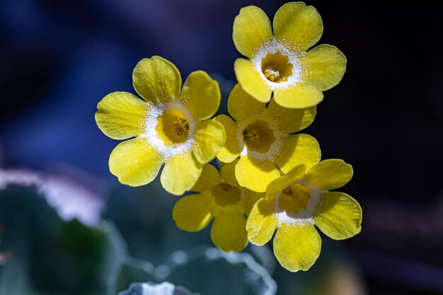 Photo une fleur dans la nature