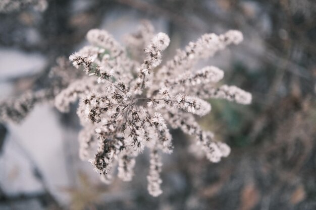 une fleur dans la neige