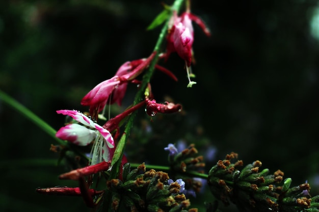 Photo une fleur dans le noir