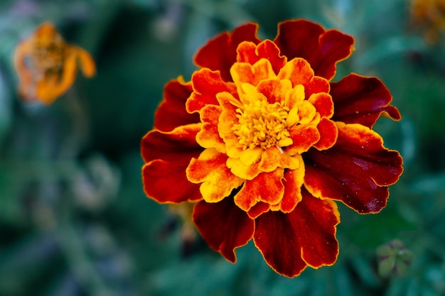 Fleur dans le parc Photographie