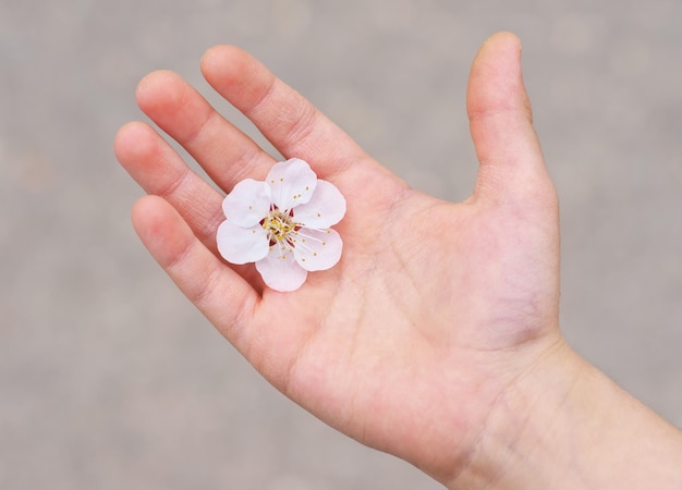 Fleur dans une paume d'enfant