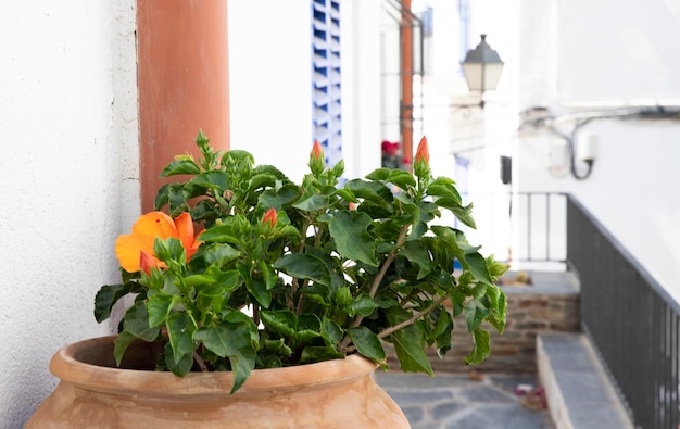 Fleur dans un pot sur un fond clair Macro place pour une carte d'inscription