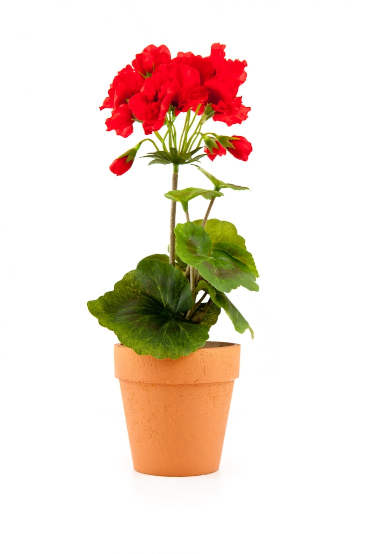 Photo fleur dans un pot