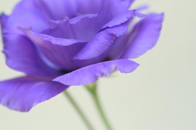 Une fleur dans un vase avec une tige verte