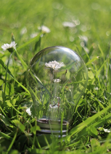 une fleur dans un verre