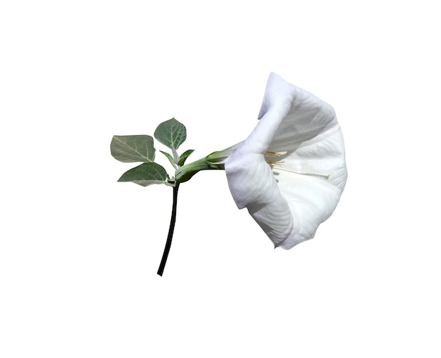 Photo la fleur de datura stramonium est utilisée depuis des siècles en médecine populaire et en médecine traditionnelle.