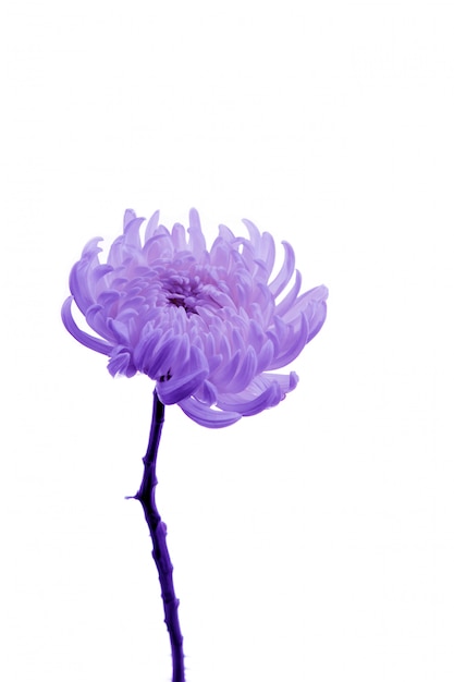 Fleur délicate plante rose violet proton chrysanthème frais close-up carte postale fond isolé marguerite dorée bouquet de nombreuses roses