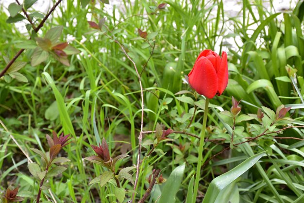 Une fleur délicate d'une tulipe rouge sur fond d'herbe verte Espace unique pour le texte
