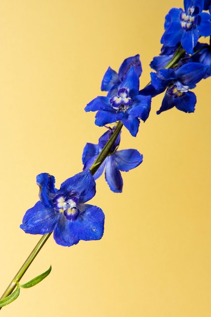 Fleur de delphinium bleu foncé avec des feuilles sur fond crème